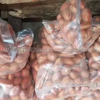 Premium Quality bitter kola (garcinia nut)/ Bitter kola nuts