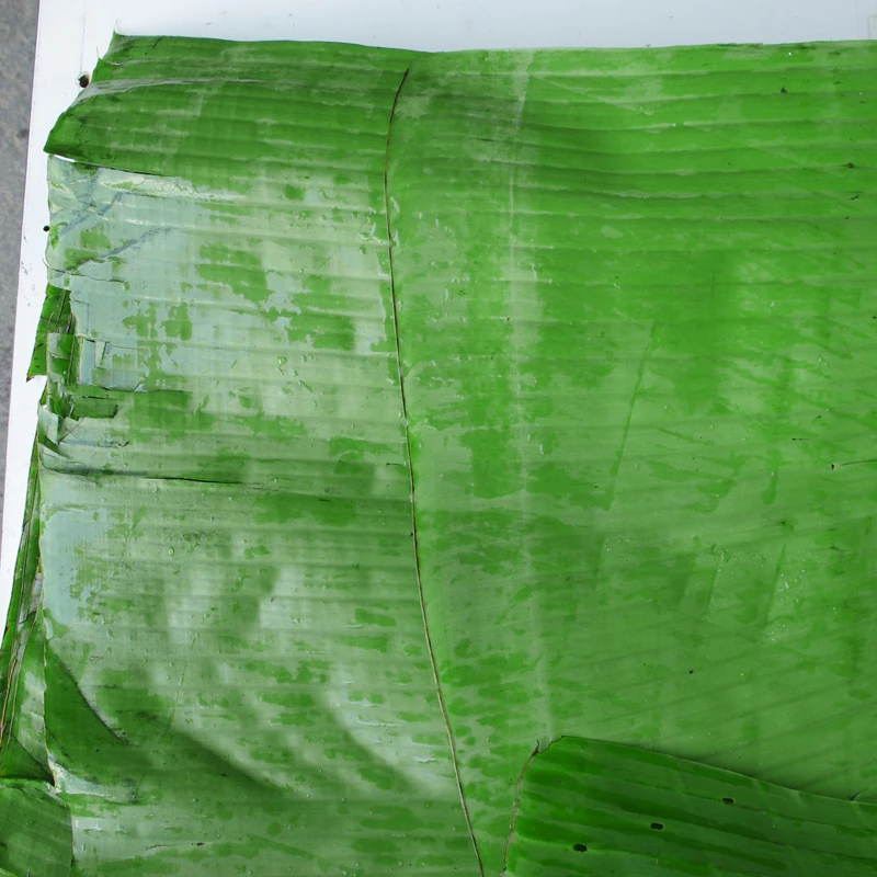 Indian Fresh Banana Leaves Available...