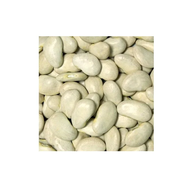 
Hot sale delicious dried lima beans white big size 