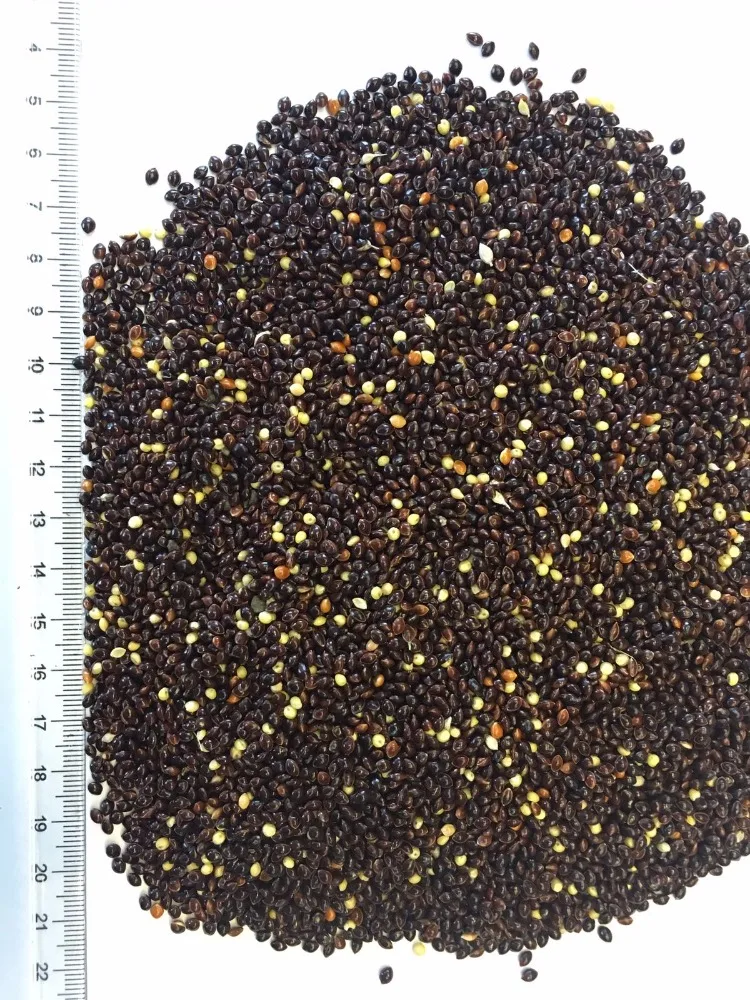 
Wholesale Bird Feed Seeds Of Ukrainian origin Black Millet for Birds Food 
