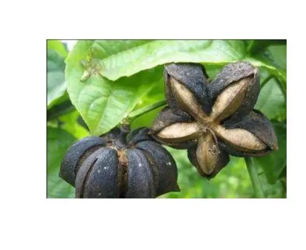 Yin jia guo High budding rate Chinese fruit sacha inchi seeds for sale
