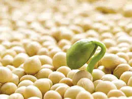 Soya beans