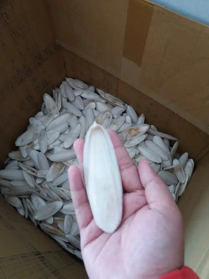 
Cuttlefish Bone/ in Bulk/ Dried/ For Bird and Animal with High Quality!! 