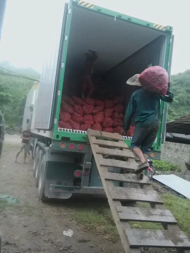 
VIETNAM FRESH GINGER 