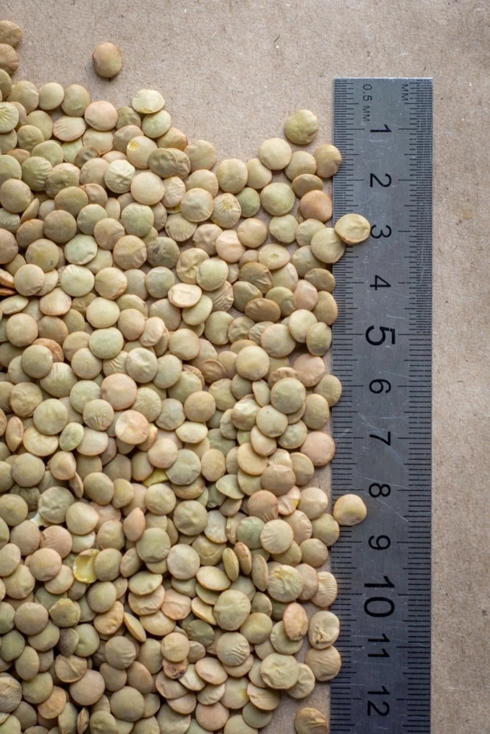 Поставка зеленой чечечевицы высшего качества