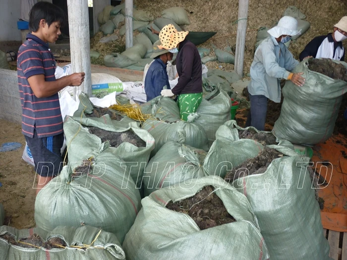 DRIED GRACILARIA SEAWEED EXTRA AGAR/ THE BEST PRICES