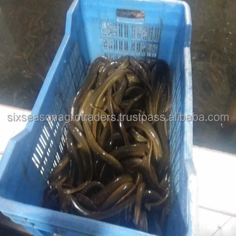 Live Eel Fish With cheap price / eel fish wholesales