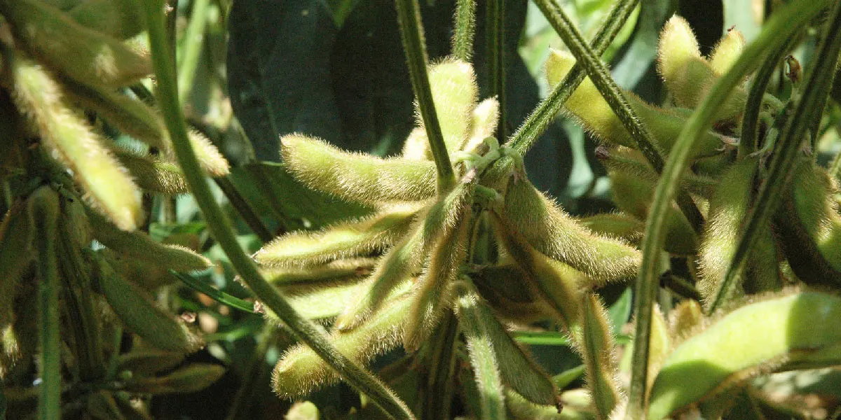 Agriculture Soya Beans Fast Delivery Soybeans SBDM For Human Consumption From Canada Soy Beans Packing In Bulk