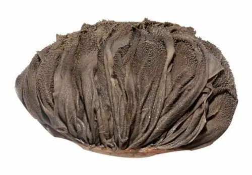 
Halal frozen salted beef omasum, beef chunk beef brisket, corned beef and beef tallow 