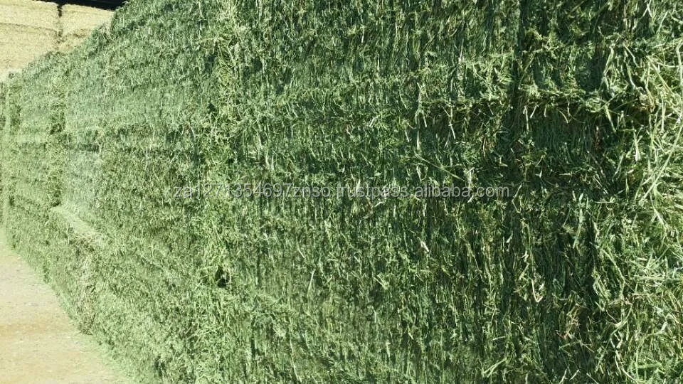 Top Quality Alfafa Hay Pure Alfalfa Hay/timothy Hay/ Hay For Animal Feed, Alfalfa Hay wholesale price. Good Prices