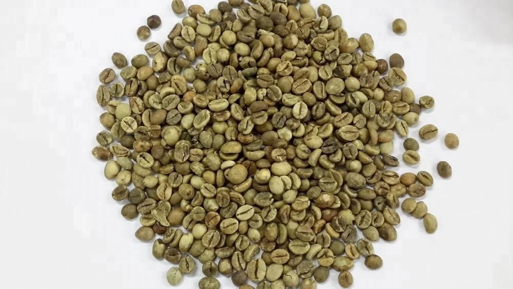  Вьетнамские высококачественные зеленые кофейные зерна ARABICA по хорошей цене SCR13/ SCR16/ SCR18 +