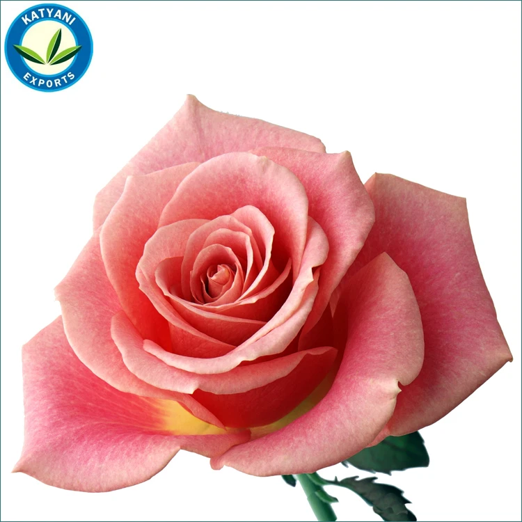100% Pure Rose Essential Oil, Rose Absolute Oil, Rose Oil