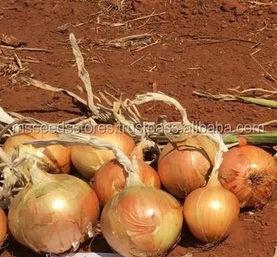 
Onion Hybrid Short Day AMMAN F1 Seeds 