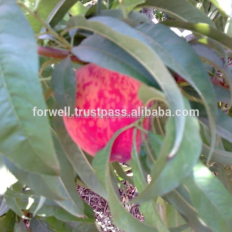 
 Свежий Персик и нактарин  