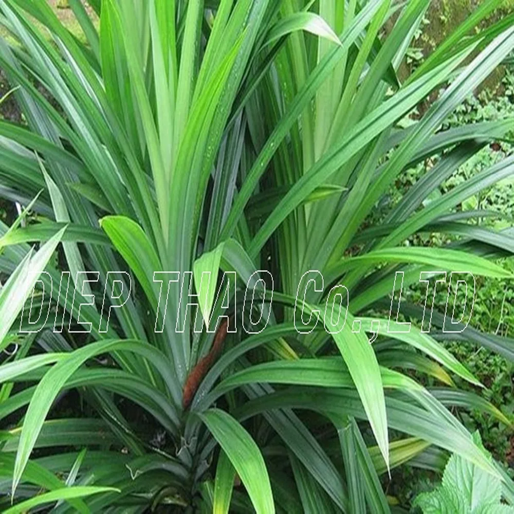 WHOLESALE FRESH/FROZEN/DRIED/POWDER PANDAN LEAVES