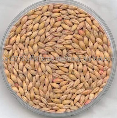 Wholesale Good Quality At Factory Price Barley Animal Feed Barley Seeds