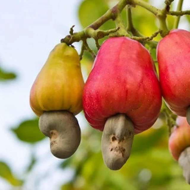 2022 - Vietnamese High quality RAW/ ROASTED cashew nuts at cheap price - Export worldwide
