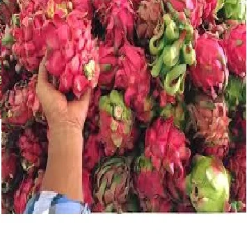 
Red and White Dragon Fruit 2021/ Whatsapp +84 845 639 639 
