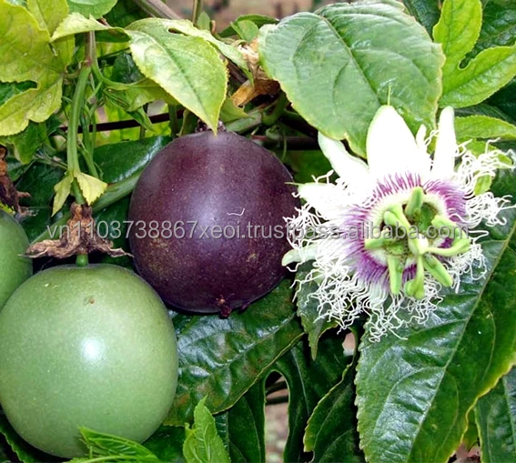 FRESH PASSION FRUIT/ FROZEN PASSION FRUIT FOR KOREA MARKET