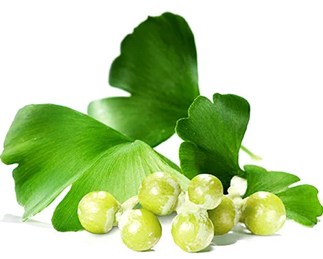 Ginkgo biloba Flavone Glycosides HPLC GMP