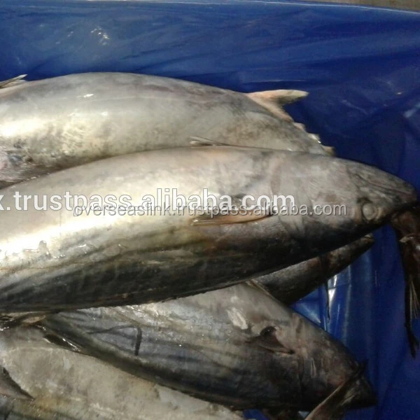 
Hot Selling High Quality olig frozen bonito tuna for wholesale 
