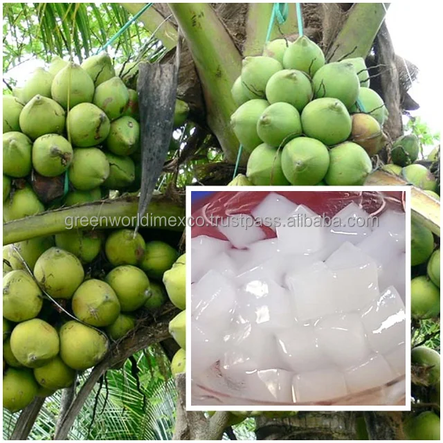 NATA DE COCO - AMAZING PRICE