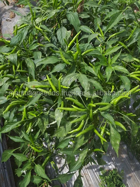 
MARUTI - KIRTI CHILLI SEEDS (UPRIGHT) 