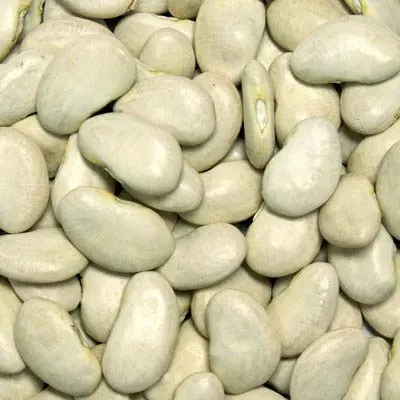 
Hot sale delicious dried lima beans white big size 