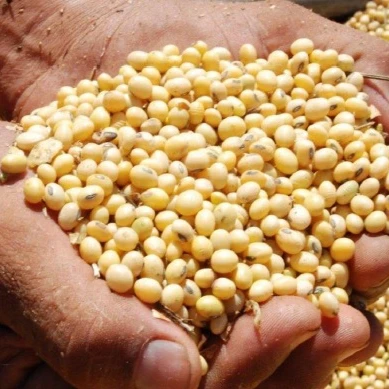 Good quality soya bean for oil , soybean , Soybean Seeds