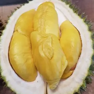 
HIGH QUALITY FRESH DURIAN FROM VIETNAM / Ms. Shyn Tran +84382089109 