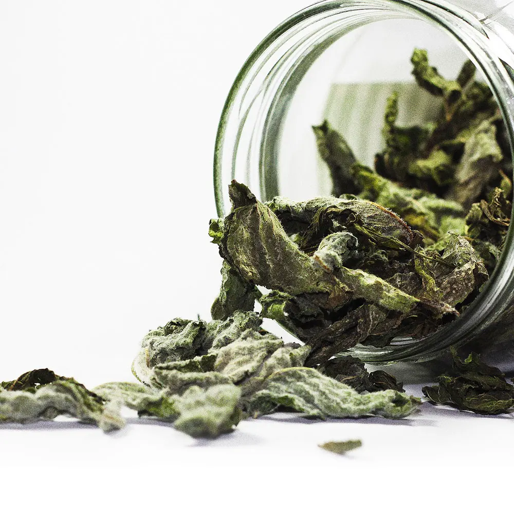 Bulk Certified Organic Green Tea