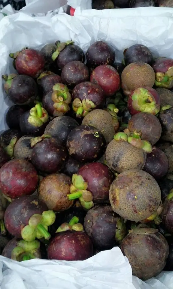 Best Price for Fresh Mangosteen Origin Vietnam// Ms Annie /WHATSAPP +84 396986490