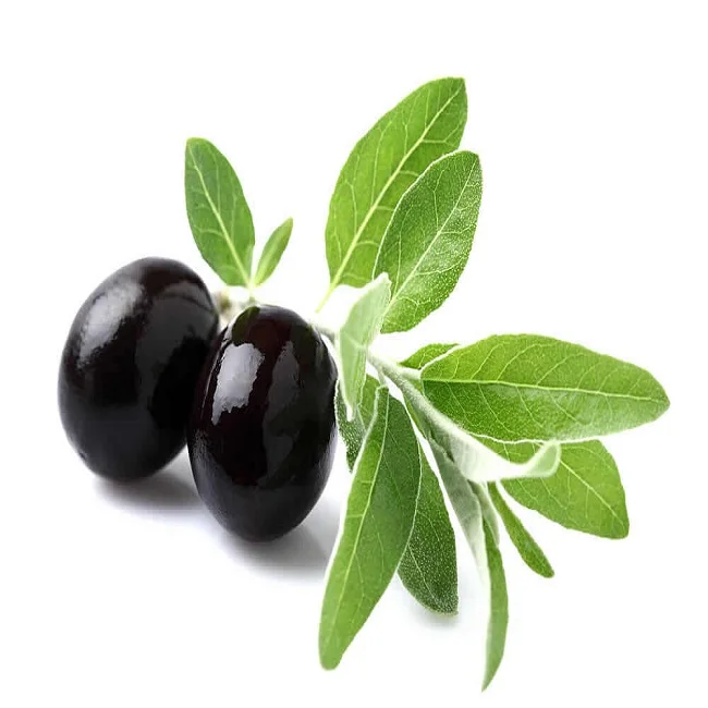 Hot Selling quality Olive Leaf Extract