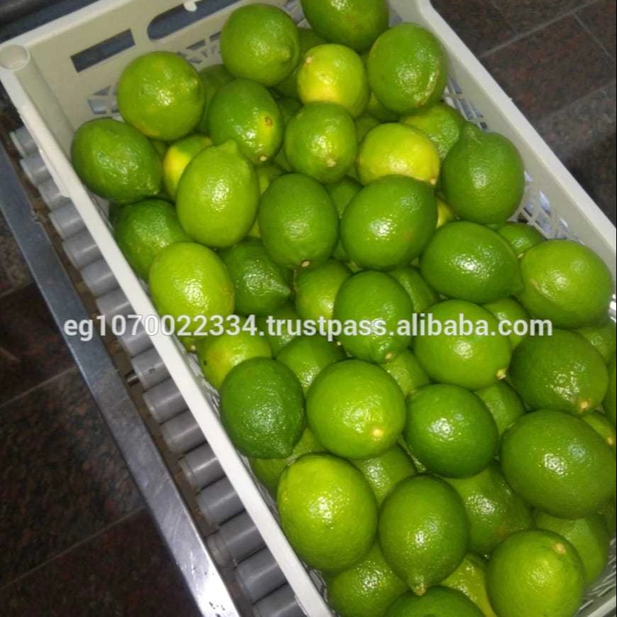 Fresh Egyptian LEMON - lime  2023 price