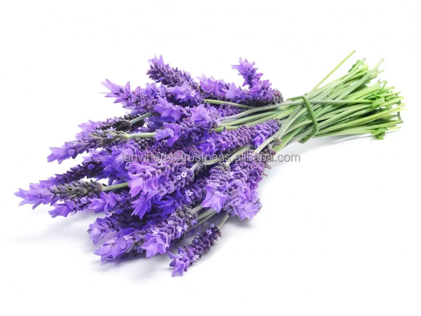 High Quality GMP Certified 100% Pure and Organic Lavender Oil