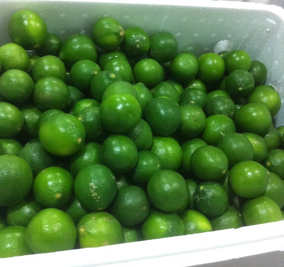 GREEN LIME SSEEDLESS FRESH LIME HIGH QUALITY FRESG LIME VIETNAM +84-845-639-639 (Whatsapp)