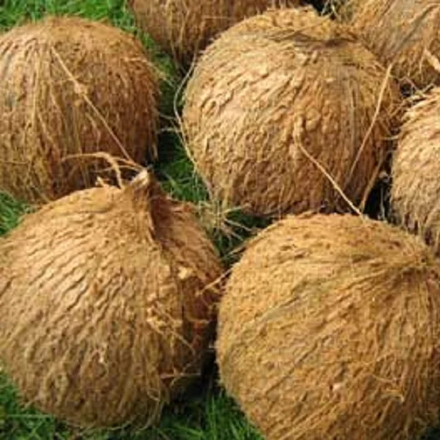 Весь целлюлозы, полу очищены кокосы