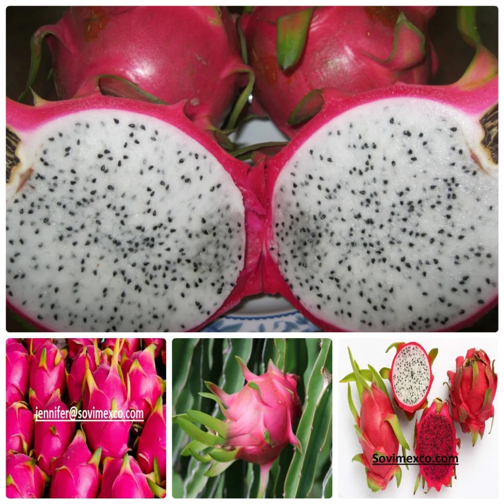 Cheap price  dragon fruit from Vietnam for Buyer
