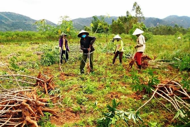 Tapioca Starch and Tapioca Flour