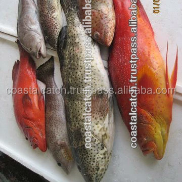 GROUPER FISH/REEFCOD FISH WHOLE FROZEN