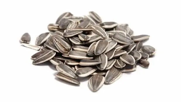 
Sunflower Seed for Sale at Low Price 