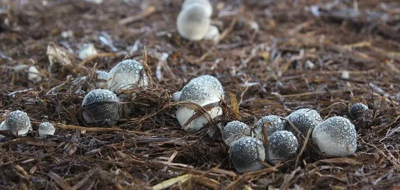 
Frozen mushroom,IQF Straw mushroom-high quality Frozen Vegetables 2020 +84 845 639 639 