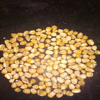 Yellow Corn / Poultry, Animal Feed