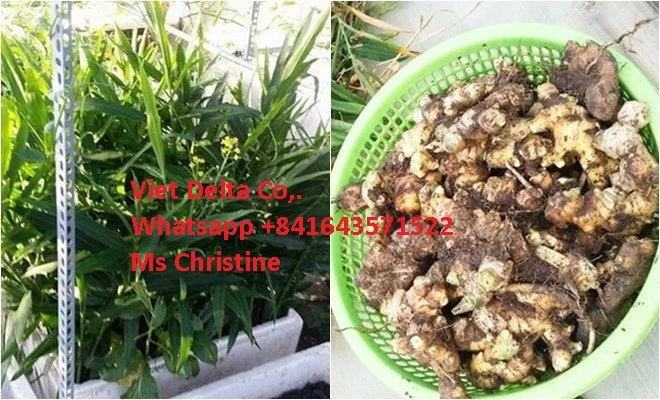 price per ton of fresh ginger from Vietnam
