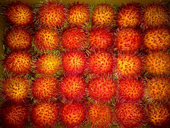 Свежие фрукты Rambutan-свежий Rambutan-Вьетнам свежий Rambutan WHATSAPP + 0084 845639639