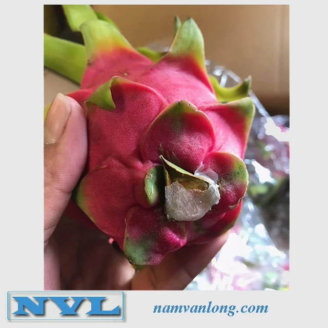 BEST BUY! TASTY FROZEN DRAGON FRUIT FOR SALES ( IQF)