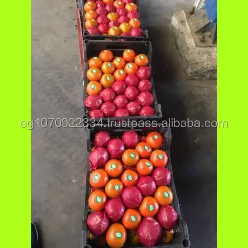 mandarin orange fruit for Oman  market  speed shipping