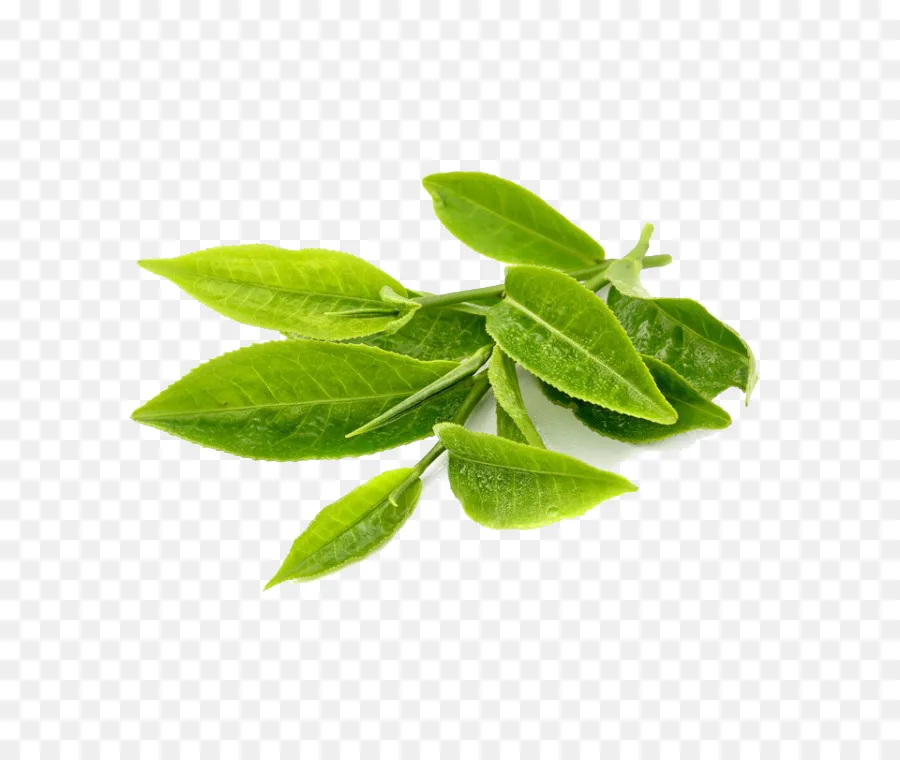 Beauty And Skin Care 100% Pure And  Natural Green Tea Essential Absolute Oil