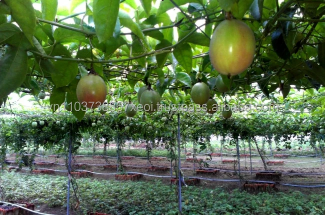 FRESH PASSION FRUIT/ FROZEN PASSION FRUIT FOR KOREA MARKET