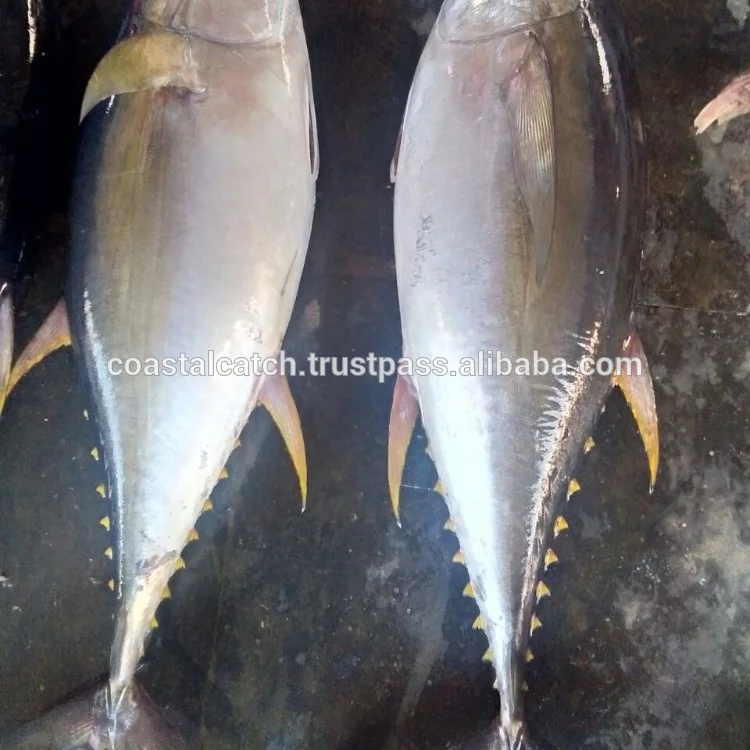
YELLOW FIN TUNA 4kg/10kg 10KG/20KG, 20KG/30KG, 30KG/UP 